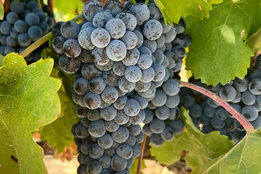 Carignane Grape Clusters