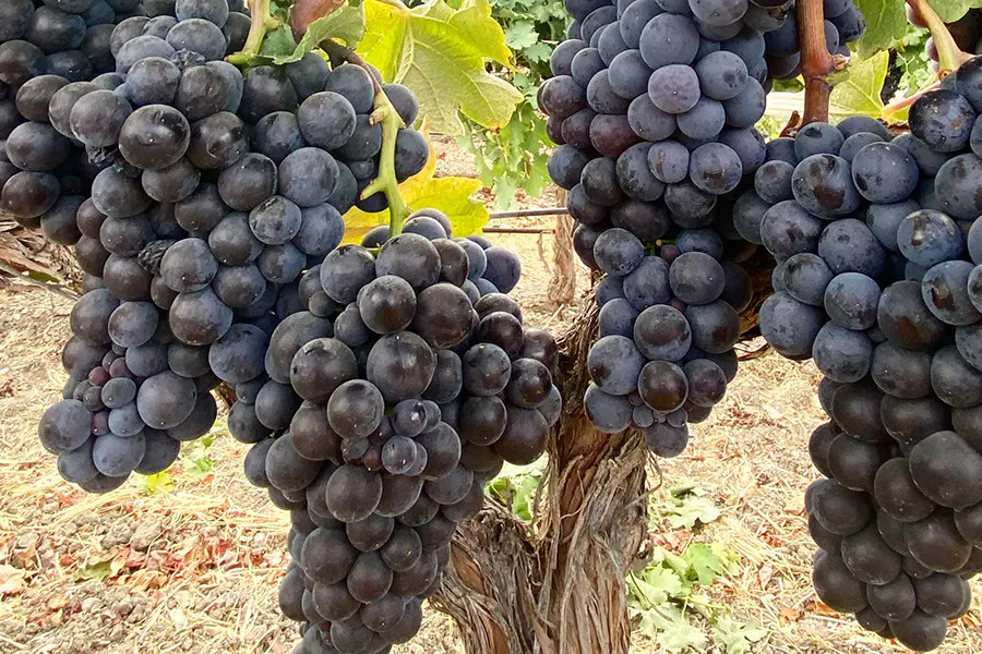 Counoise Grape Clusters