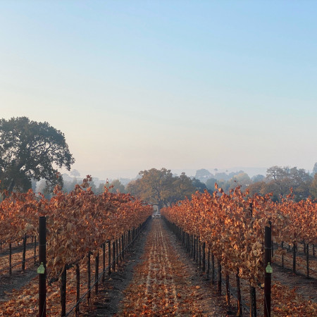 Fall Vineyard