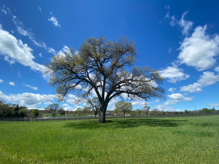 Oak Meadow