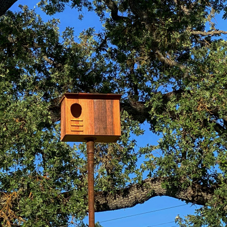 Owl Box