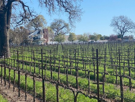 Pruned Vines