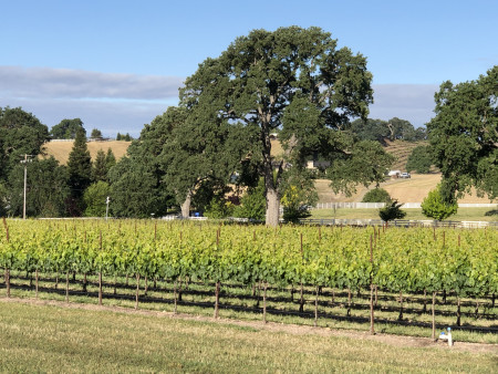 Vineyard Oak